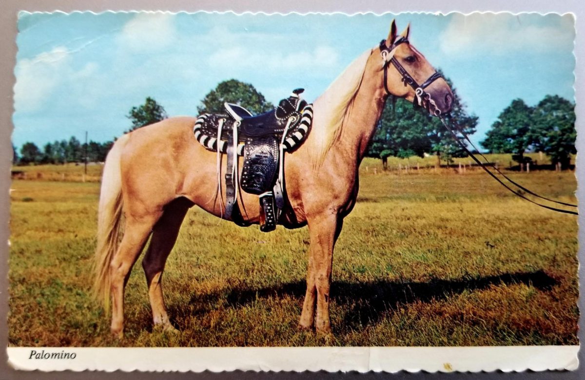 Postcard of a saddled horse in a filed of yellow grass with green trees and blue sky in the background