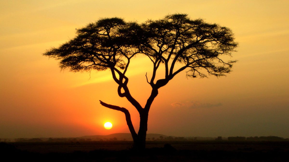 Acacia Tree in foreground with orange setting sun in distant background
