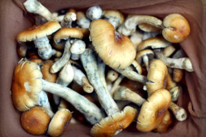 Magic Mushrooms with stems and heads in a bag