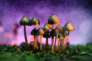 Mushrooms