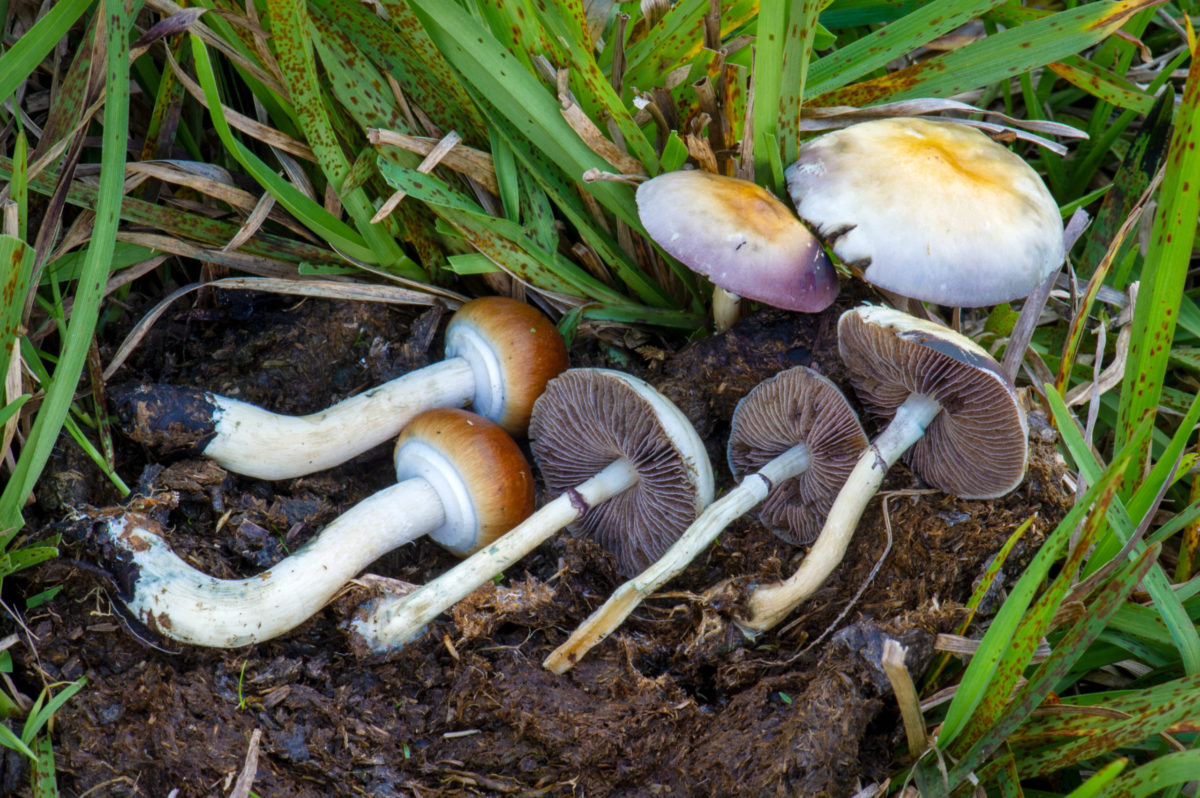 Recently-picked Cubensis Xalapa mushrooms in dirt and grass