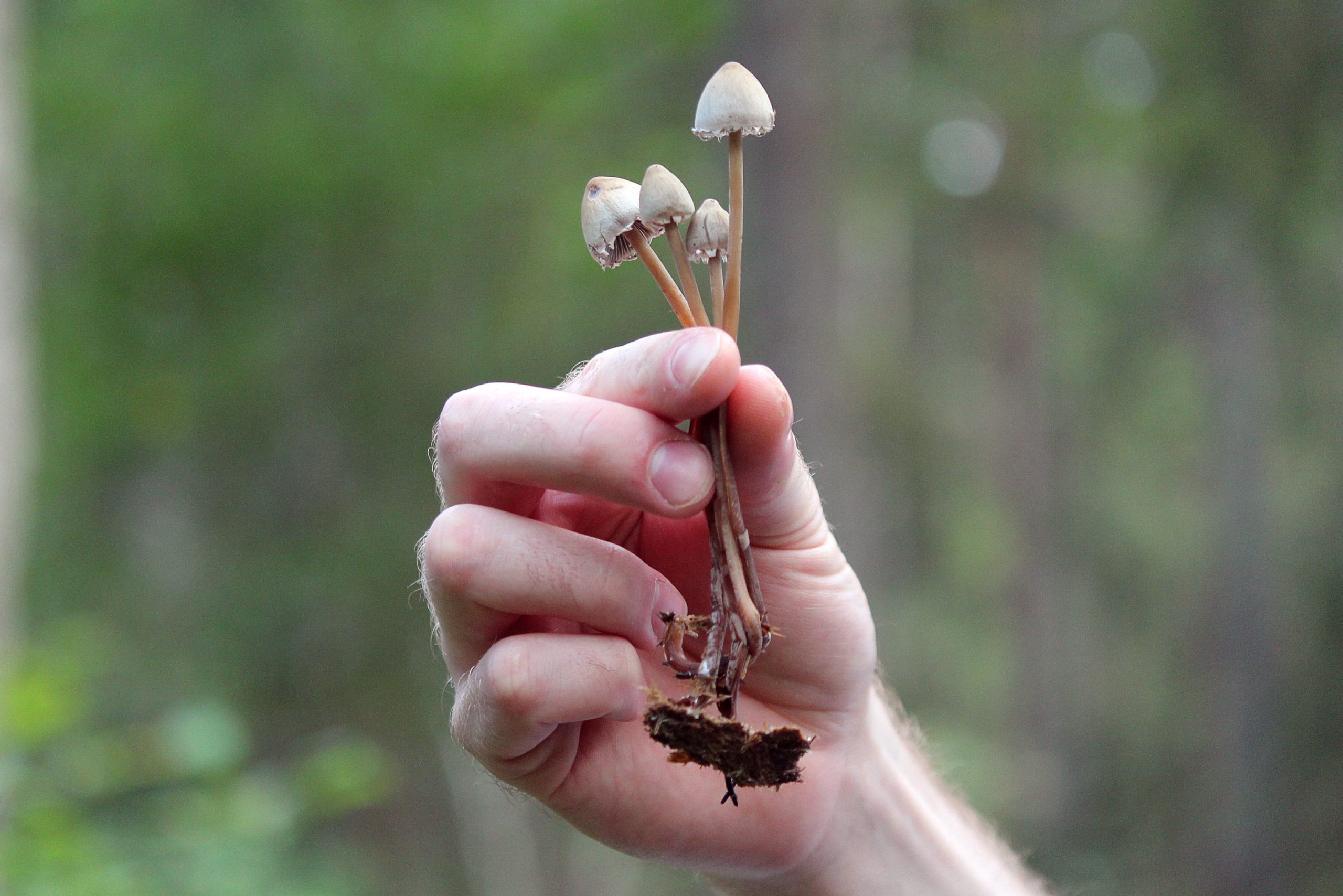 Hand holding small mushrooms