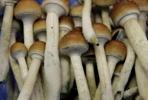 Psilocybe cubensis mushrooms densely laid out