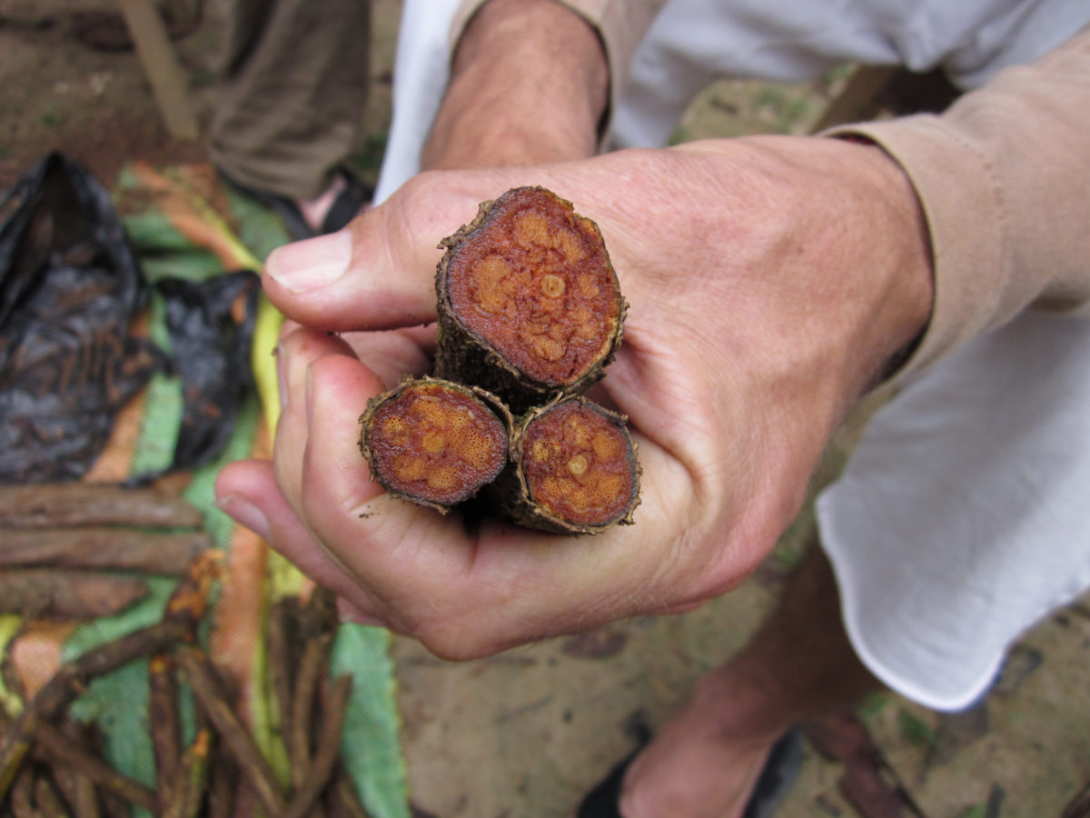 Hands wrapped around stalks of ayahuasca vine