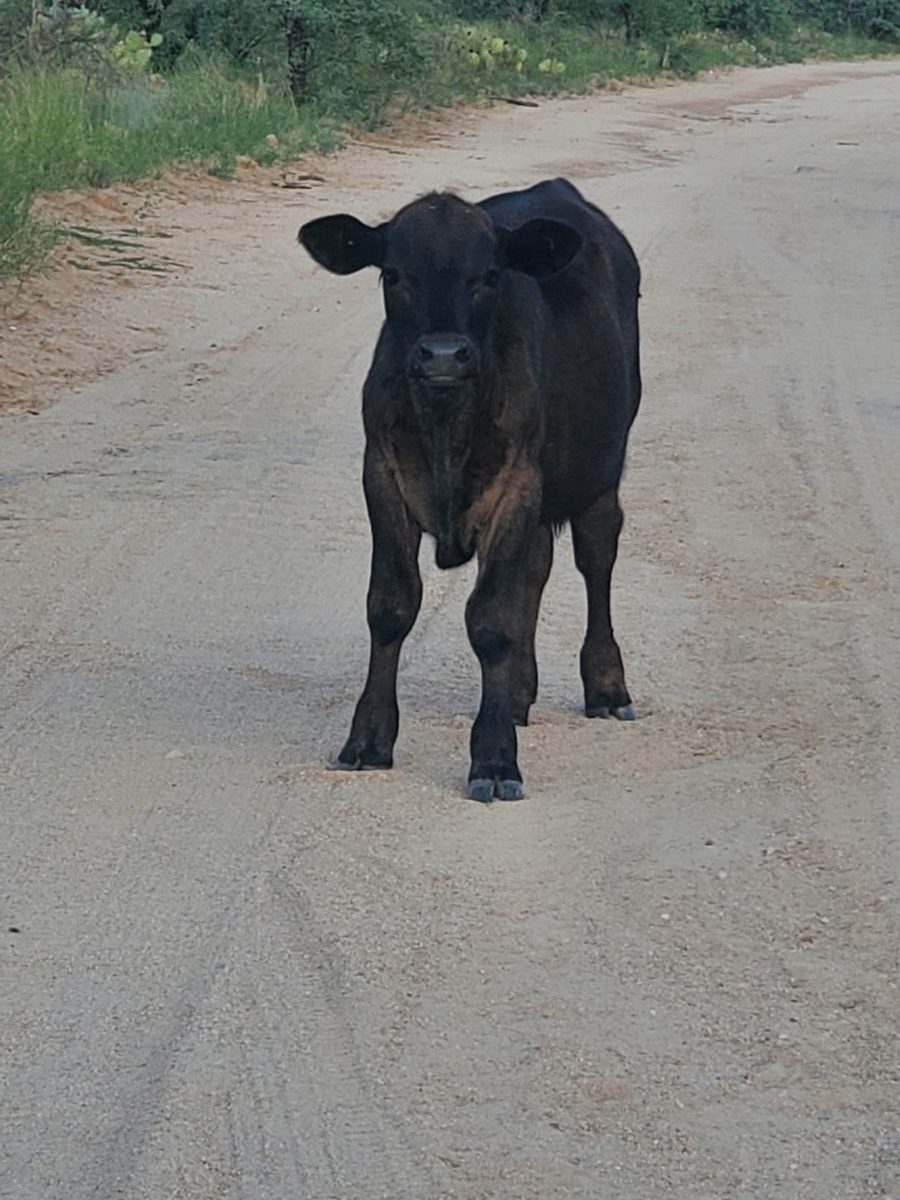 Photo of a black cow staring at the camera while standing on the dirt road