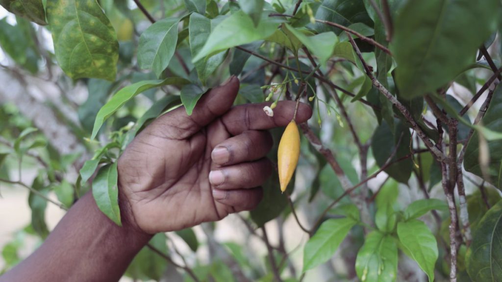 The hand of an indigenous American touching the fruit of an iboga plant