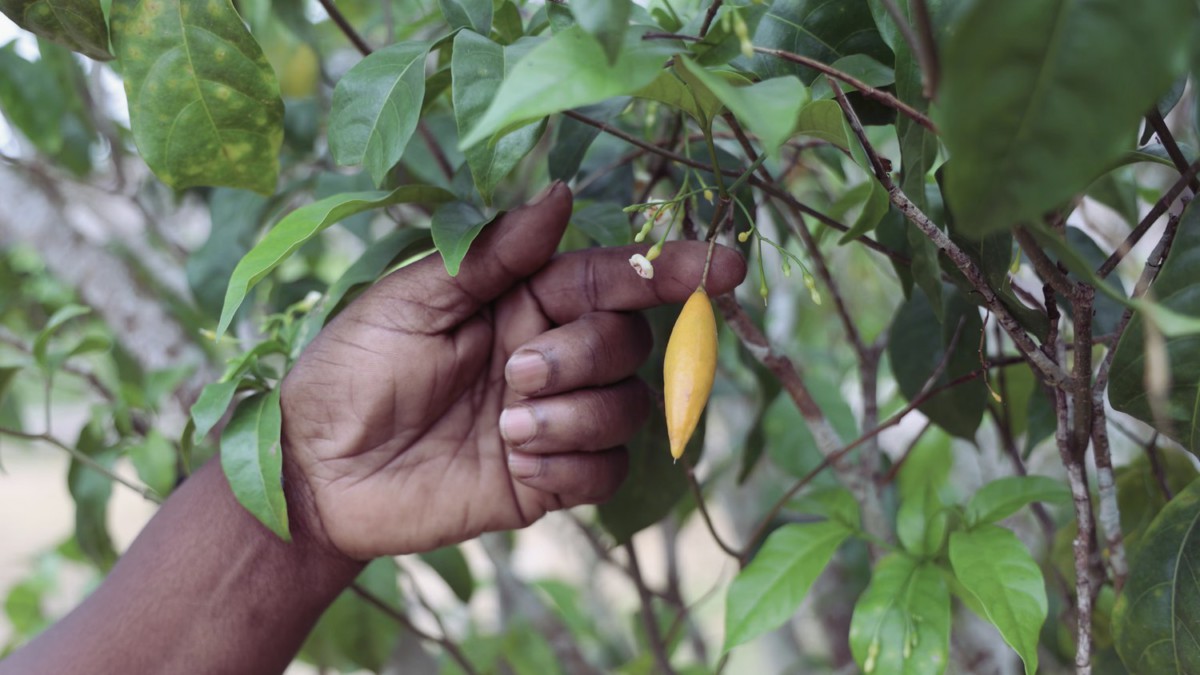 The hand of an indigenous American touching the fruit of an iboga plant