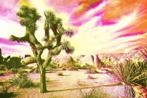 Joshua Tree - Sean Russell