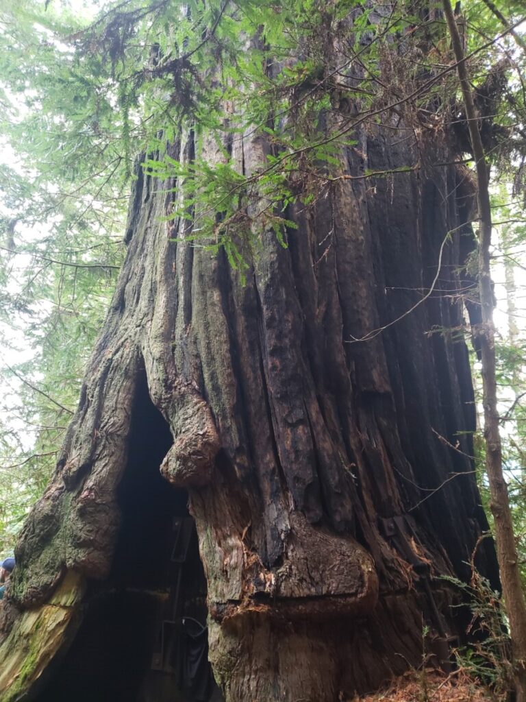 Photo of the base of a giant Redwood tree
